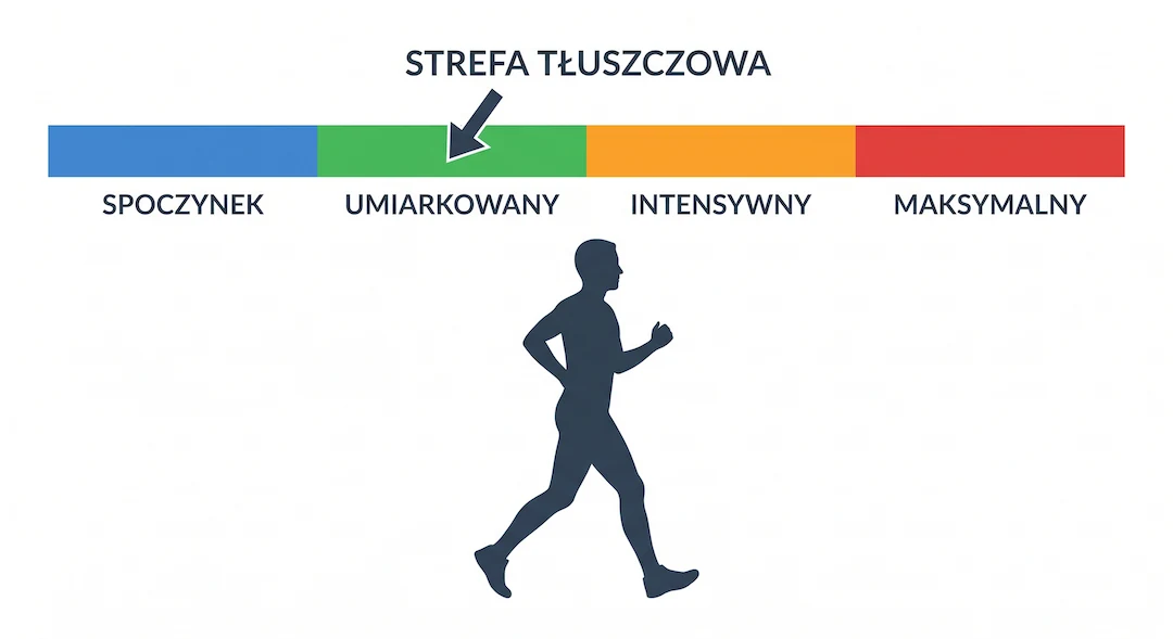 Schemat mitochondrium z zaznaczonymi etapami beta-oksydacji kwasów tłuszczowych i produkcji ATP