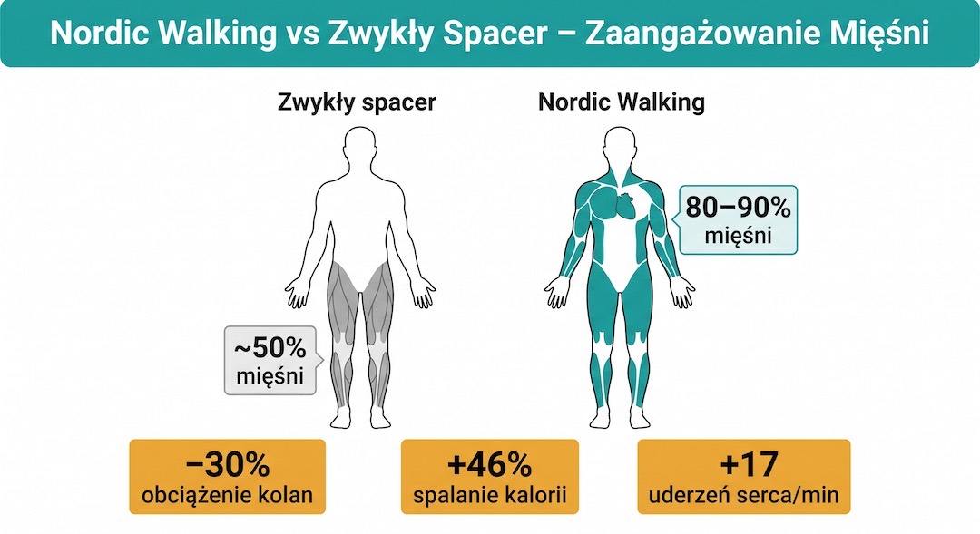 Porównanie zaangażowania mięśni: spacer (50%) vs Nordic Walking (90%)