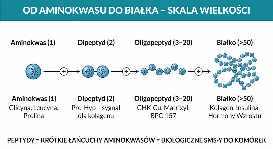Peptydy: co to jest i dlaczego rządzą Twoim ciałem?