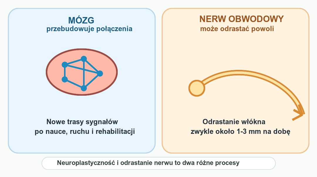 Schemat porównujący przebudowę połączeń w mózgu z odrastaniem nerwu obwodowego