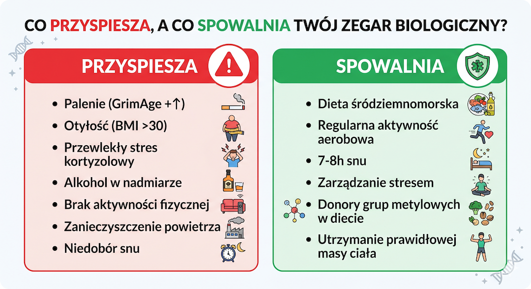 Infografika po polsku: czynniki przyspieszające i spowalniające zegar epigenetyczny – dwie kolumny z ikonami i przykładami badań