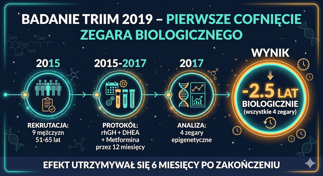 Schemat badania TRIIM: 9 mężczyzn 51-65 lat, protokół rhGH+DHEA+metformina, wynik -2,5 roku wg 4 zegarów epigenetycznych – timeline infografika
